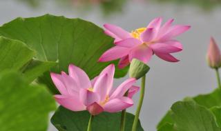 荷花的别称有哪些 荷花的别名还有哪些