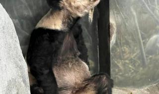 大熊猫丫丫没回国的原因是什么 丫丫熊猫怎么回事